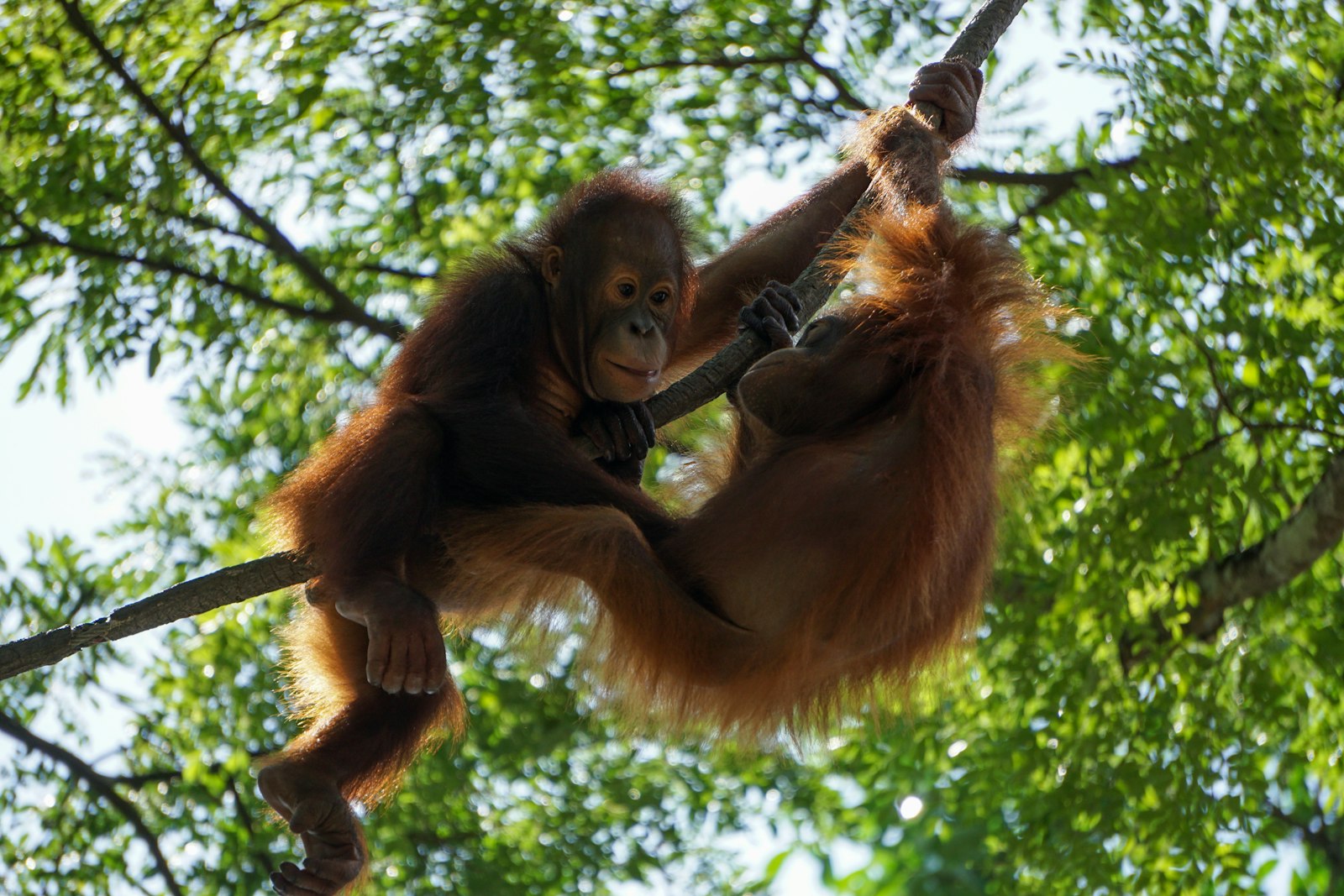 Family watching orangutans at Singapore Zoo in the Mandai Wildlife Reserve